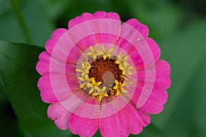 Pink zinnia flower in full bloom