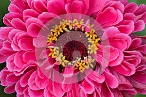 Pink zinnia flower in full bloom close-up macro