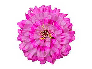 Pink zinnia flower isolated