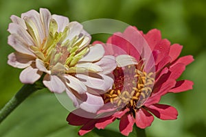 Pink Zinnia Flower Pair Closeup