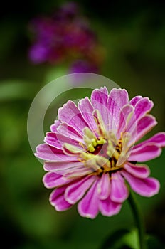 Pink Zinnia flower in summer garden