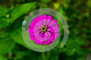 Pink zinnia flower in sunny day and blur background