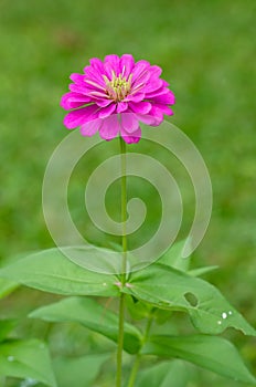 Pink zinnia flower in sunny day and blur background