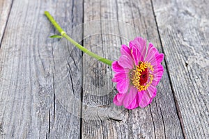 Pink zinnia flower on wood