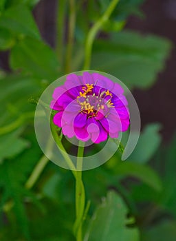 Pink Zinnia Flower (Zinnia elegans) with green background.