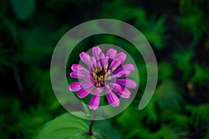 Pink Zinnia Flower (Zinnia elegans) with green background.