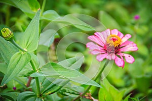 Pink Zinnia flower (Zinnia violacea Cav.) in summer garden on sunny day. Zinnia is a genus of plants of the sunflower tribe