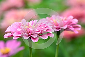 Pink Zinnia flowers