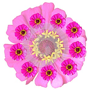 Pink Zinnia flowers arranged in a circle on a white background
