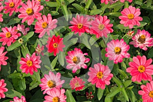 Pink Zinnias