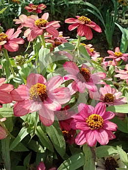 Pink Zinnias Again