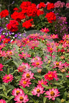 Pink Zinnias, beautiful garden.