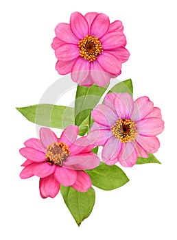 Pink Zinnias bunch on a white background