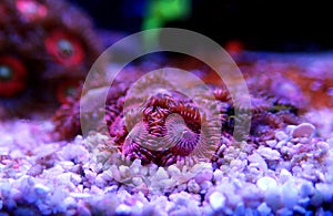 Pink zoanthus polyps on macro underwater photography scene