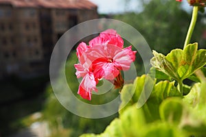 pink zonal geraniums on the windowsill. Pelargonium peltatum is a species of pelargonium known by the common names