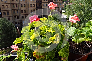 pink zonal geraniums on the windowsill. Pelargonium peltatum is a species of pelargonium known by the common names