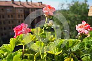 pink zonal geraniums on the windowsill. Pelargonium peltatum is a species of pelargonium known by the common names