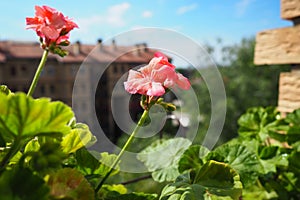 pink zonal geraniums on the windowsill. Pelargonium peltatum is a species of pelargonium known by the common names