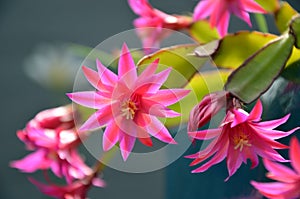 Pink Zygocactus in flower