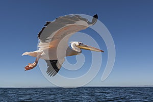 Pinkbacked Pelican - Welvis Bay - Namibia