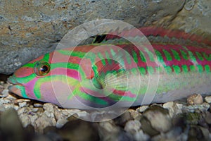 Five Stripe Coris Wrasse