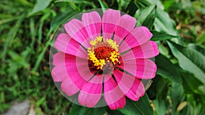 pinkflower, objek, nature, bloosom photo