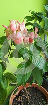 pinkflower in pot flower green leaf photo