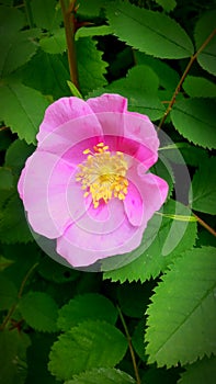 Pinkflower photo