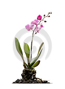 Pinkflower in a studio setting, isolated on white photo
