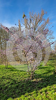 A pinkflowered tree stands amidst a grassy field under the open sky Japanese cherry blossom Maschsee Hanover