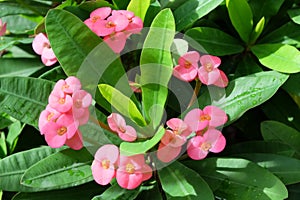 Pinkflowers photo