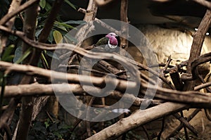 Pinkheaded fruit dove