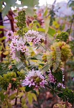 Pinki flowers