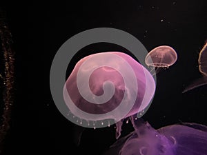 Pinkish Jellyfish with black background.
