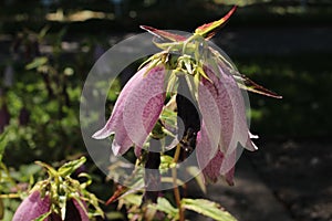 Korean Bellflower - Campanula Takesimana photo