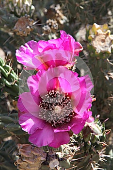 Pinkish-purple cactus blossoms