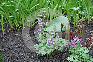 Pinkish purple flower of Corydalis solida