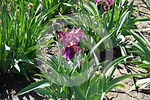 Pinkish purple flower of German iris