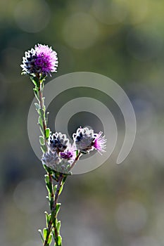 Pinkish purple flowers of the Australian native myrtle Kunzea capitata, family Myrtaceae