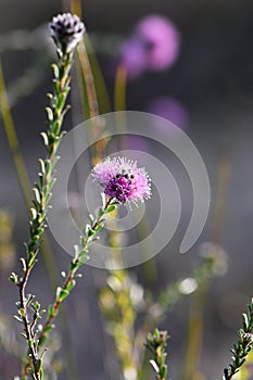 Pinkish purple flowers of the Australian native myrtle Kunzea capitata, family Myrtaceae