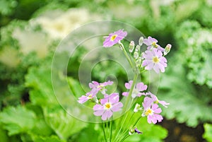 Pinkish purple little flower having vegetable as background