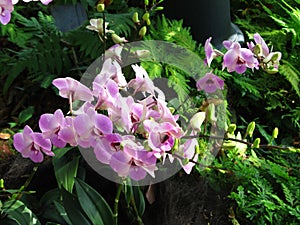 Pinkish Purple Orchids