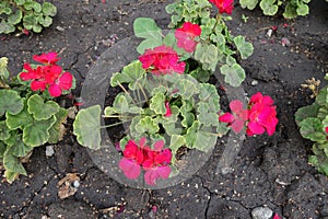 Pinkish red flowers of zonal pelargoniums