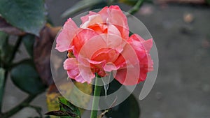 Pinkish Red Rose with blur background