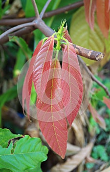 Pinkish Red Young Leaves of Cacao Tree or Theobroma Cacao photo