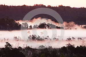 Pinkish sunrise in a misty Estonian bog