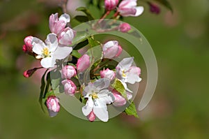 Pinkish-white apple blossoms