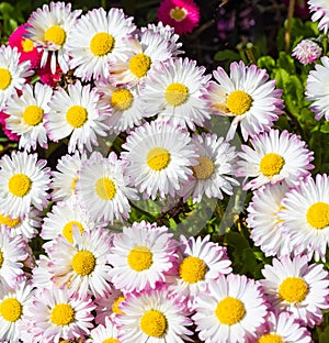 Pinkish white Fleabane or Seaside Daisies Erigeron glaucous 'Sea Breeze'. Daisy seabreeze erigeron glaucus