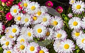 Pinkish white Fleabane or Seaside Daisies Erigeron glaucous 'Sea Breeze'. Daisy seabreeze erigeron glaucus