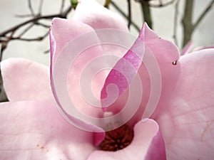 Pinkish White Flower on Tree